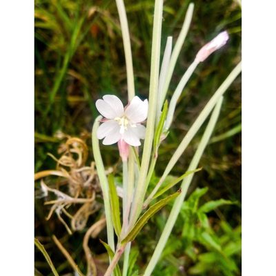 Epilobium pallidiflorum, photographed by Courtney Tregurtha-Nairn