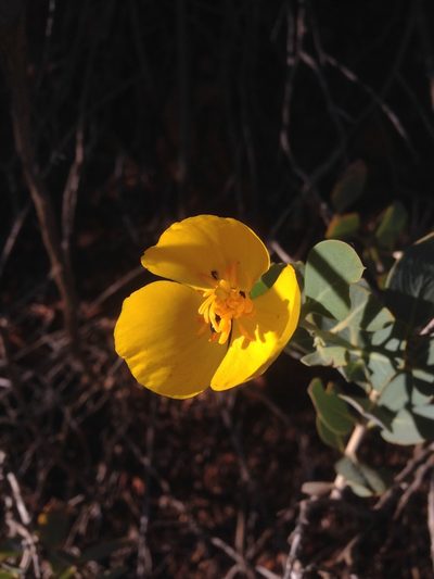 Dendromecon harfordii, photographed by Adam J. Searcy