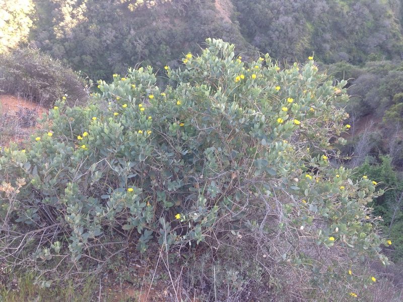 Dendromecon harfordii, photographed by Adam J. Searcy