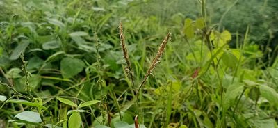 Ischaemum ciliare, photographed by Ong Jyh Seng