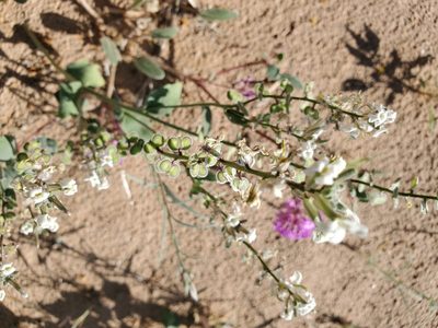 Dithyrea californica, photographed by Bob Miller