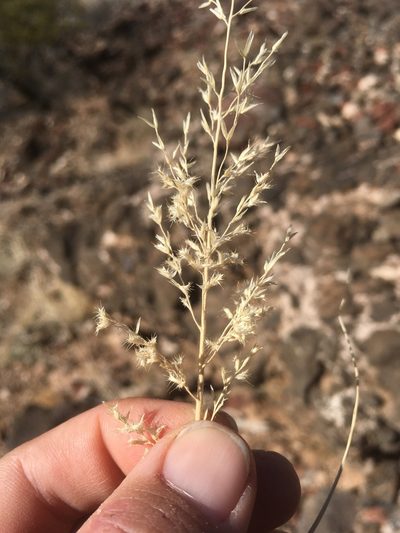 Cottea pappophoroides, photographed by Cecelia Alexander