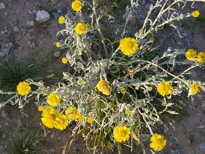 Baileya pleniradiata, photographed by Bob Miller