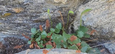 Heuchera bracteata, photographed by Dan Horowitz