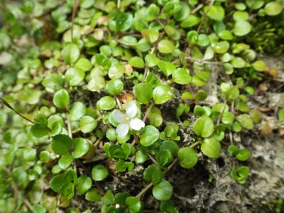 Epilobium nerterioides, photographed by M Rutherford