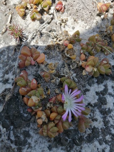 Disphyma dunsdonii, photographed by sharndreheuvel