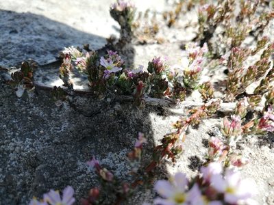 Frankenia repens, photographed by sharndreheuvel