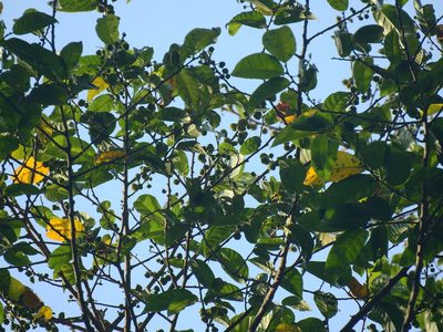 Antiaris toxicaria