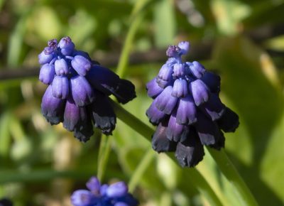 Muscari commutatum, photographed by Anna C