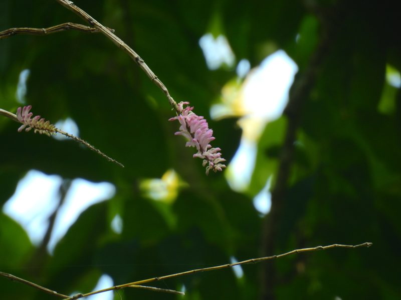 Dendrobium secundum, photographed by Rohit Naniwadekar