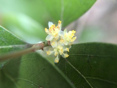 Lindera akoensis, photographed by 黃美滿