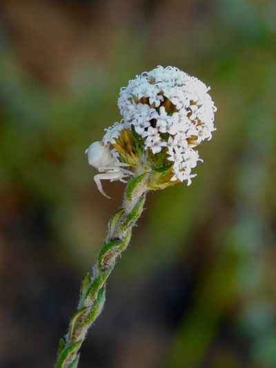 Stoebe phyllostachya, photographed by Rebecca Ryen-Stols
