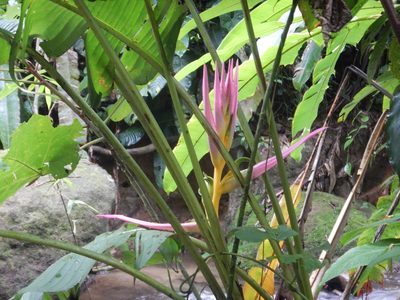 Heliconia aemygdiana, photographed by svenja_ecuador