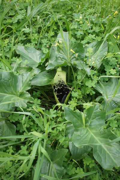 Arum dioscoridis, photographed by Sam J. Thomas