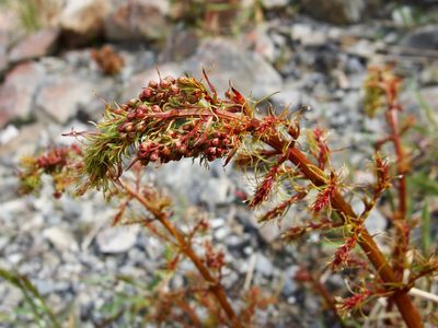 Coriaria angustissima, photographed by Sue Carnahan