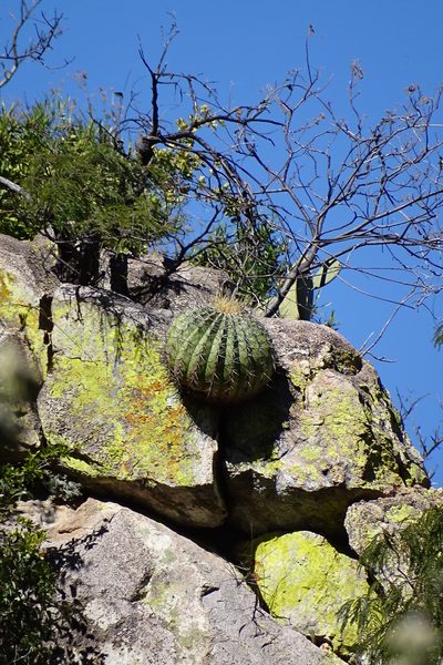 Ferocactus alamosanus, photographed by Mark Dorriesfield
