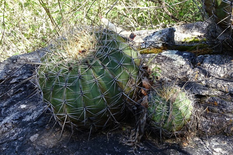 Ferocactus alamosanus, photographed by Mark Dorriesfield