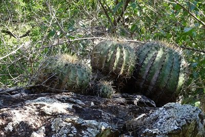Ferocactus alamosanus, photographed by Mark Dorriesfield