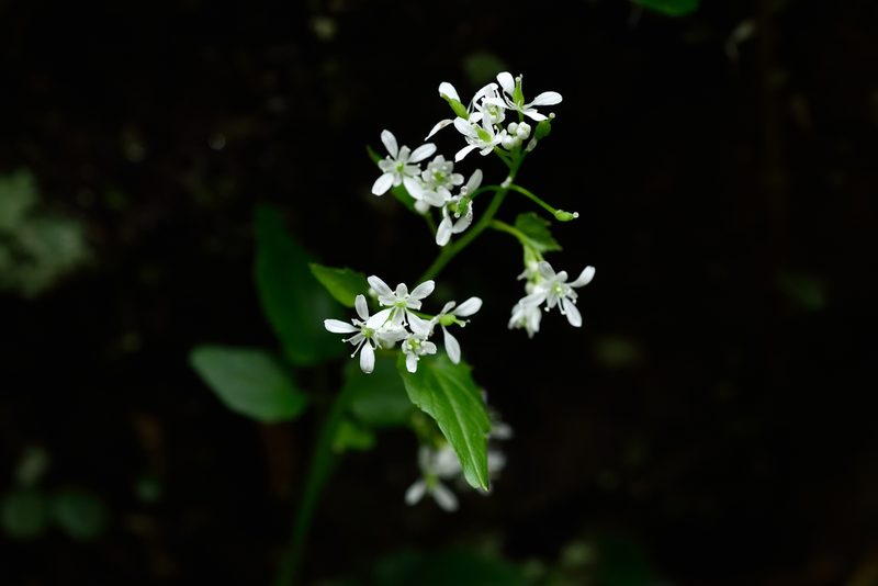 Hilliella rivulorum, photographed by 國立臺灣博物館