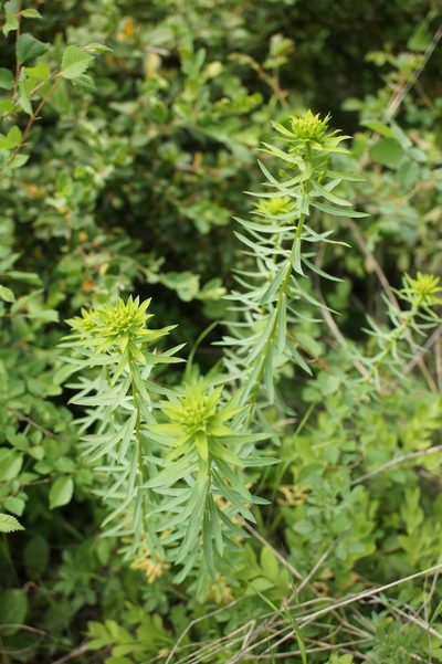 Euphorbia niciciana, photographed by Sam J. Thomas