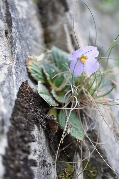 Ramonda nathaliae, photographed by Sam J. Thomas