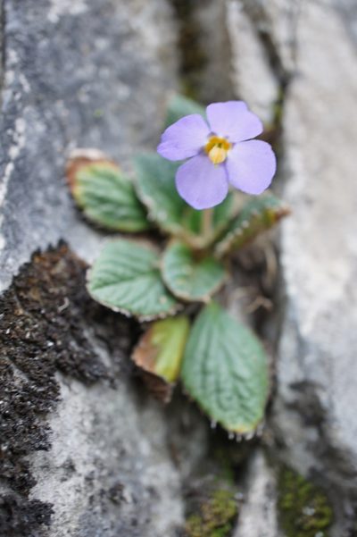 Ramonda nathaliae, photographed by Sam J. Thomas