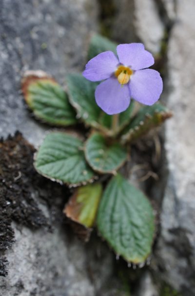 Ramonda nathaliae, photographed by Sam J. Thomas
