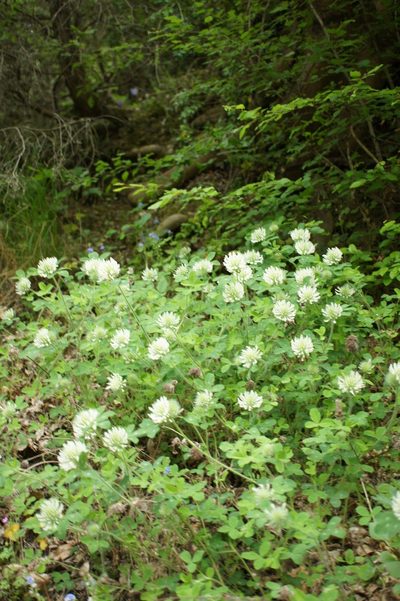 Trifolium pignantii, photographed by Sam J. Thomas