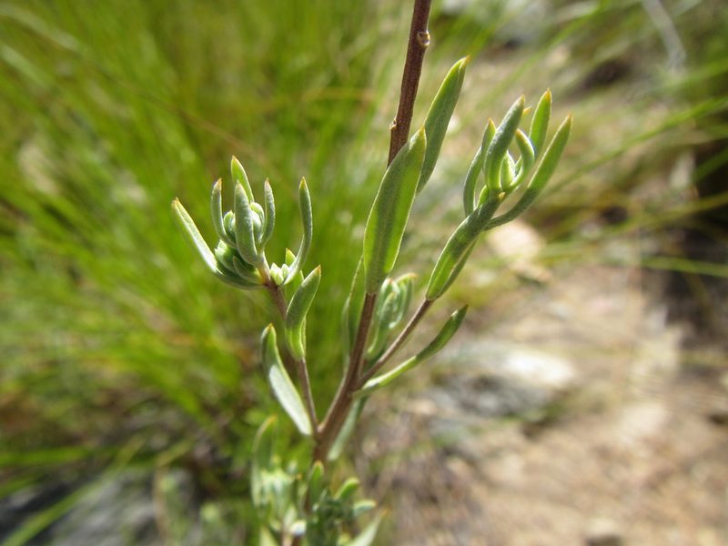 Pteronia centauroides, photographed by douglaseustonbrown