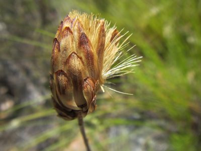 Pteronia centauroides, photographed by douglaseustonbrown