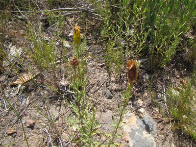 Pteronia centauroides, photographed by douglaseustonbrown