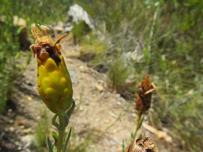 Pteronia centauroides, photographed by douglaseustonbrown