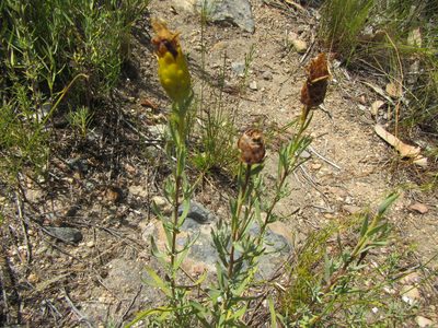 Pteronia centauroides, photographed by douglaseustonbrown