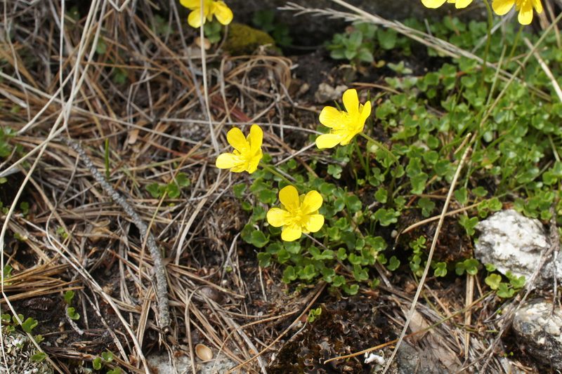 Ranunculus incomparabilis, photographed by Sam J. Thomas