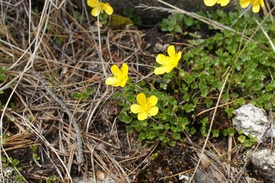 Ranunculus incomparabilis, photographed by Sam J. Thomas
