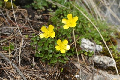 Ranunculus incomparabilis, photographed by Sam J. Thomas