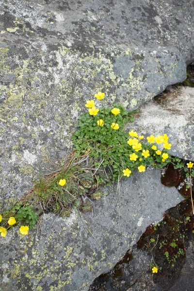 Ranunculus incomparabilis, photographed by Sam J. Thomas