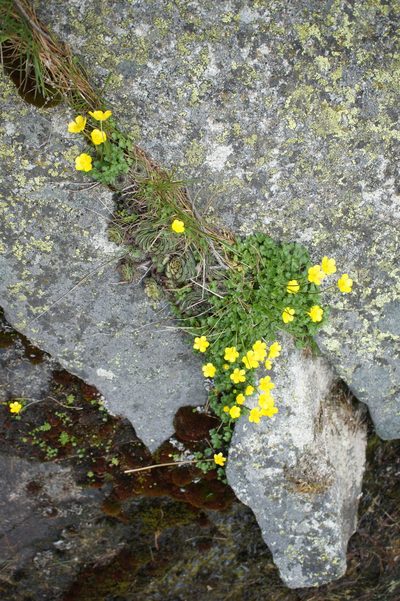 Ranunculus incomparabilis, photographed by Sam J. Thomas
