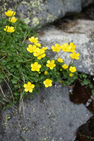 Ranunculus incomparabilis, photographed by Sam J. Thomas