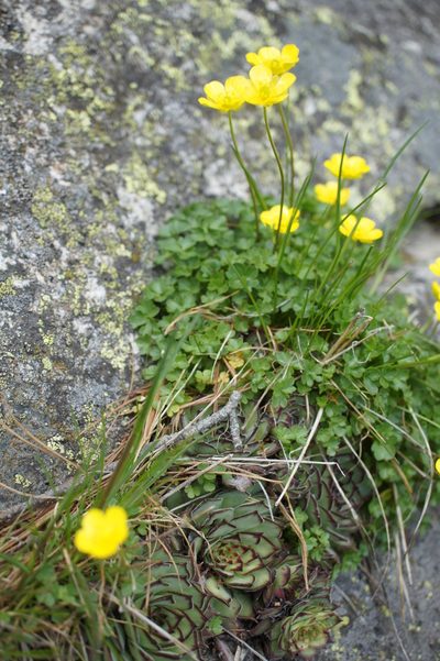 Ranunculus incomparabilis, photographed by Sam J. Thomas