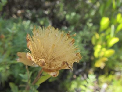 Pteronia centauroides, photographed by douglaseustonbrown