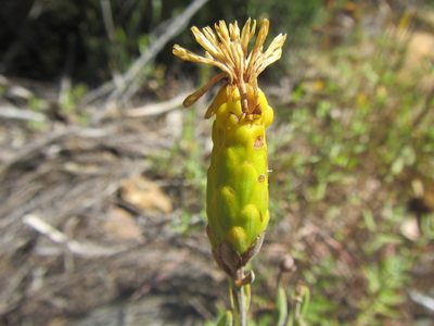 Pteronia centauroides, photographed by douglaseustonbrown