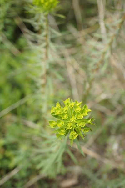 Euphorbia niciciana, photographed by Sam J. Thomas