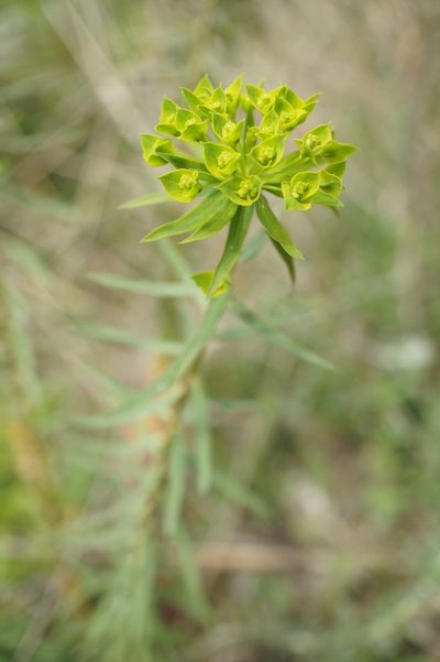 Euphorbia niciciana, photographed by Sam J. Thomas