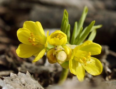 Gymnospermium odessanum, photographed by Roman