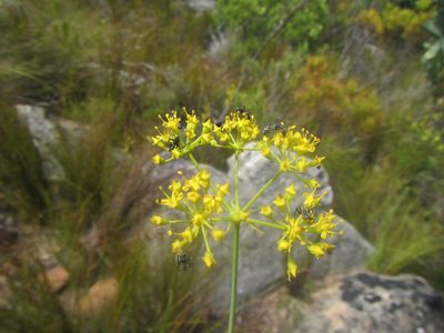 Lichtensteinia trifida, photographed by douglaseustonbrown