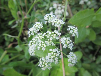 Berula thunbergii, photographed by douglaseustonbrown