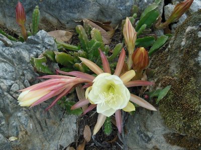 Disocactus crenatus, photographed by Neptalí Ramírez Marcial