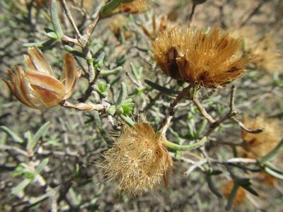 Pteronia succulenta, photographed by douglaseustonbrown