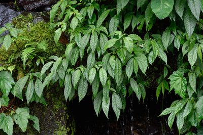 Hemiboea bicornuta, photographed by 國立臺灣博物館